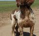 Engelsk springer spaniel Ciago