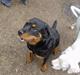Rottweiler Bella