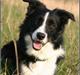 Border collie Bobo