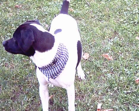 Dansk svensk gaardhund Biffer billede 13