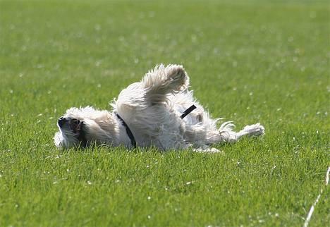 West highland white terrier Aira Robeerto "Berto".Min stjerne<3 - herligt... d.10.05.06... billede 9