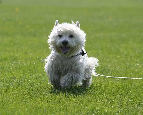 West highland white terrier Aira Robeerto "Berto".Min stjerne<3 - glade dreng...d.10.05.06... billede 10