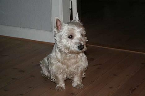 West highland white terrier Aira Robeerto "Berto".Min stjerne<3 - berto... billede 11