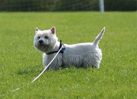 West highland white terrier Aira Robeerto "Berto".Min stjerne<3 - hej hej... d.10.05.06... billede 12