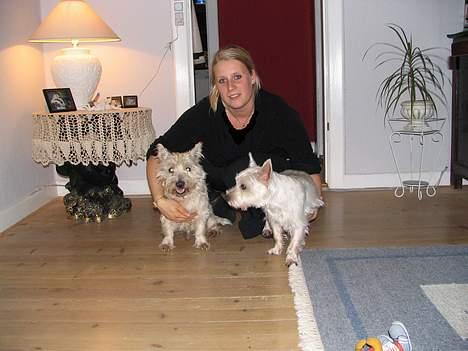 West highland white terrier Aira Robeerto "Berto".Min stjerne<3 - mig og max og berto... den dag vi kom hjem med ham... i december 2004... billede 13