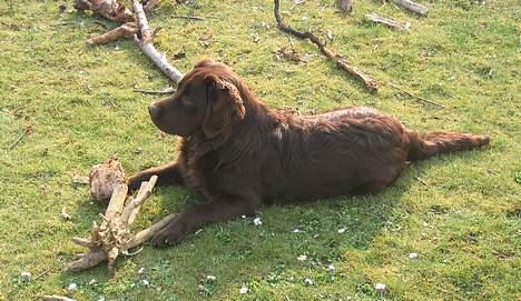 Labrador retriever Zeus - Jepper så er jeg 8 mdr. og nyder min have og at det er forår. billede 10