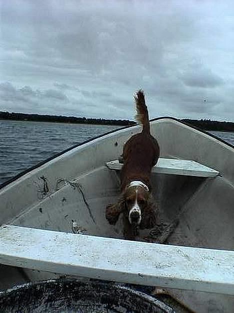 Cocker spaniel Rico - Dette er bare sagen....*S* billede 6