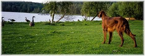 Irsk setter Sally - JAgt billede 11