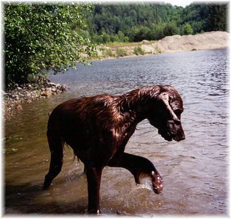 Irsk setter Sally - Soppe billede 12