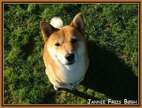 Shiba Cosmo 3/6- 2000 - 15/8- 2016 billede 9