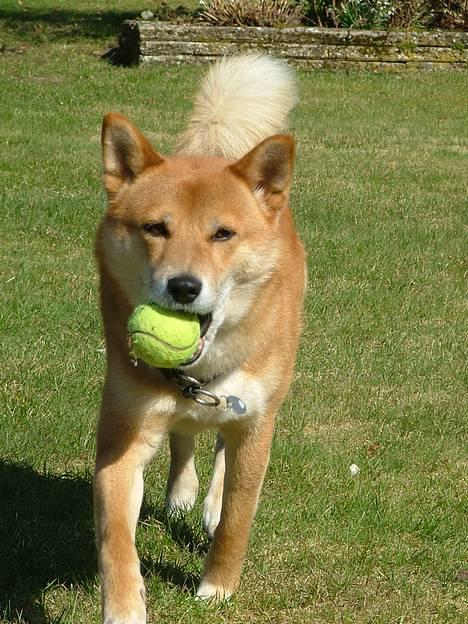 Shiba Cosmo 3/6- 2000 - 15/8- 2016 billede 10