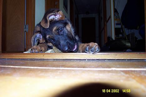 Schæferhund Skjolds Ally (Fifi) billede 3