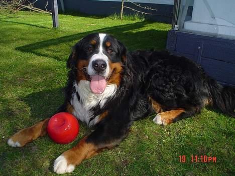 Berner sennenhund viktor - kom og ta bolden hvis du tør  billede 1