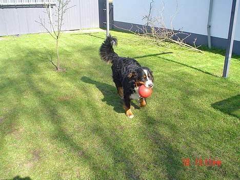 Berner sennenhund viktor - kom og leg i solen  billede 2