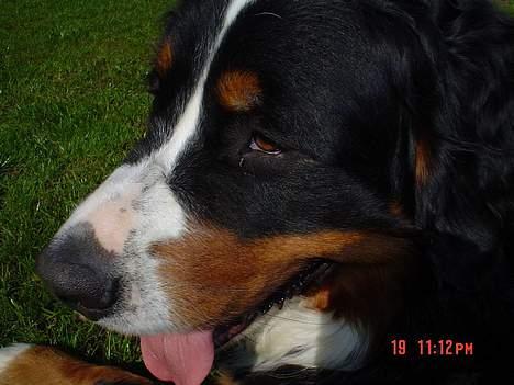 Berner sennenhund viktor - det er godt nok varmt i dag billede 3