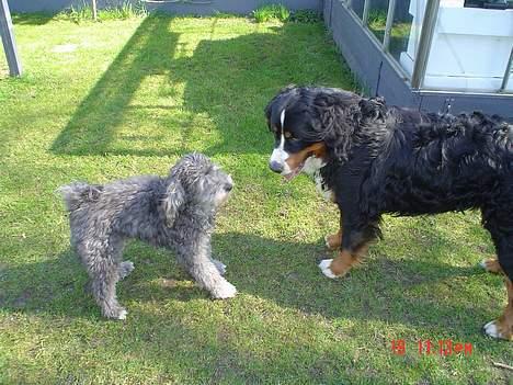 Berner sennenhund viktor - haaaa haaa.. kom an hvis du tør billede 4