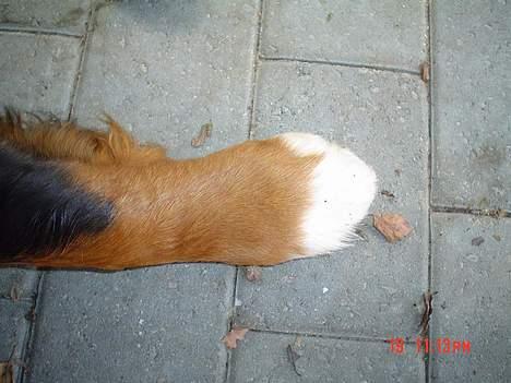 Berner sennenhund viktor - kæmpe pote billede 5