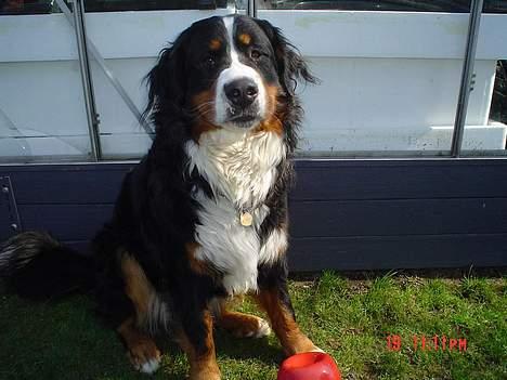 Berner sennenhund viktor - sidder jeg godt ok eller skal jeg flytte mig lidt til venstre billede 6