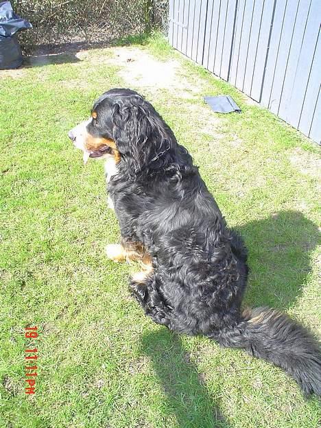 Berner sennenhund viktor - hvor fanden blev han a billede 7