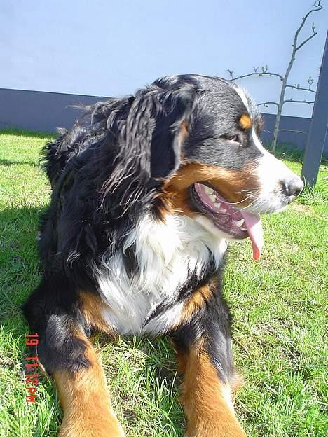 Berner sennenhund viktor - kan du kom væk fugl ´.. eller ska jeg komme efter dig billede 8
