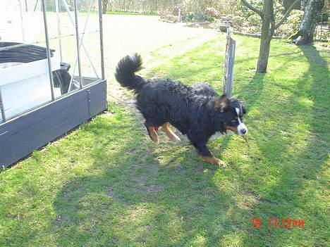 Berner sennenhund viktor - hoppe det ka jeg os billede 9