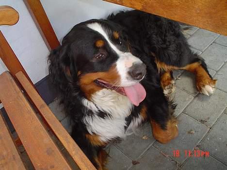 Berner sennenhund viktor - kan ik mer nu.. billede 10