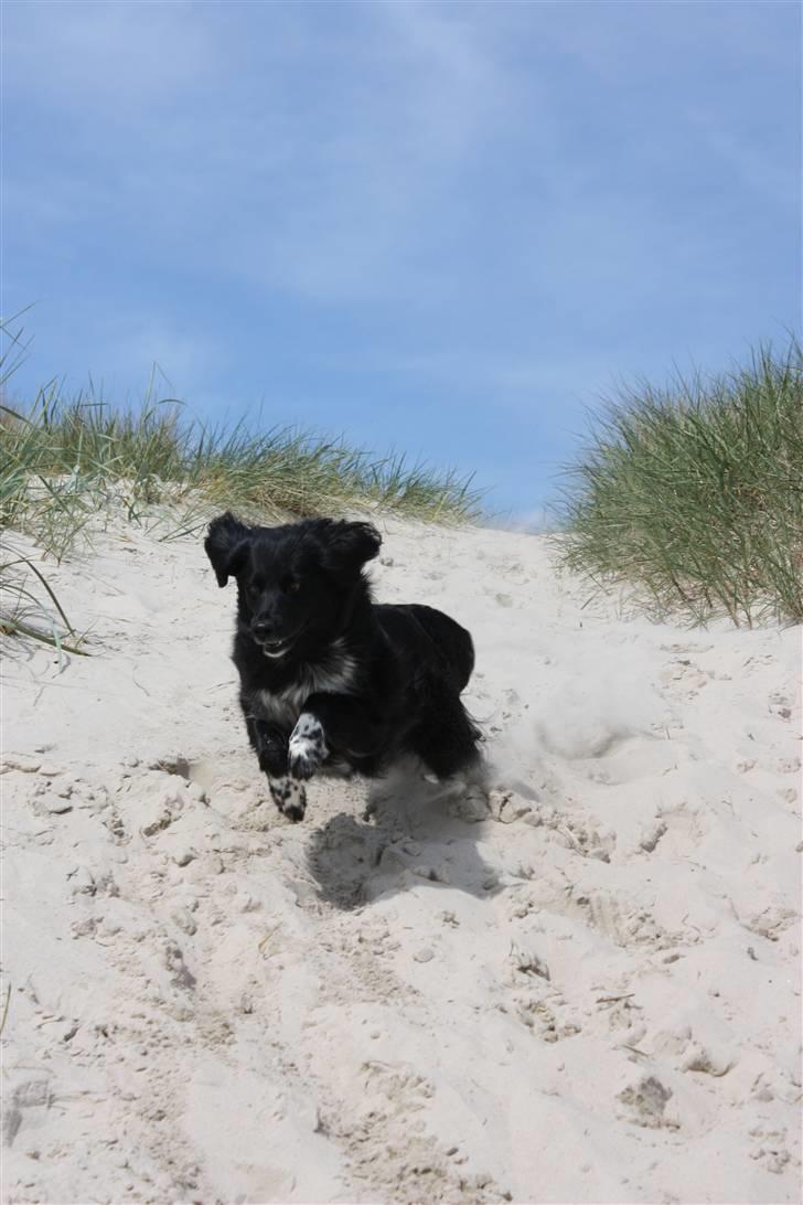 Blanding af racer Nemo - WUUHU :D Foto: Kirstine Brunsgaard billede 11