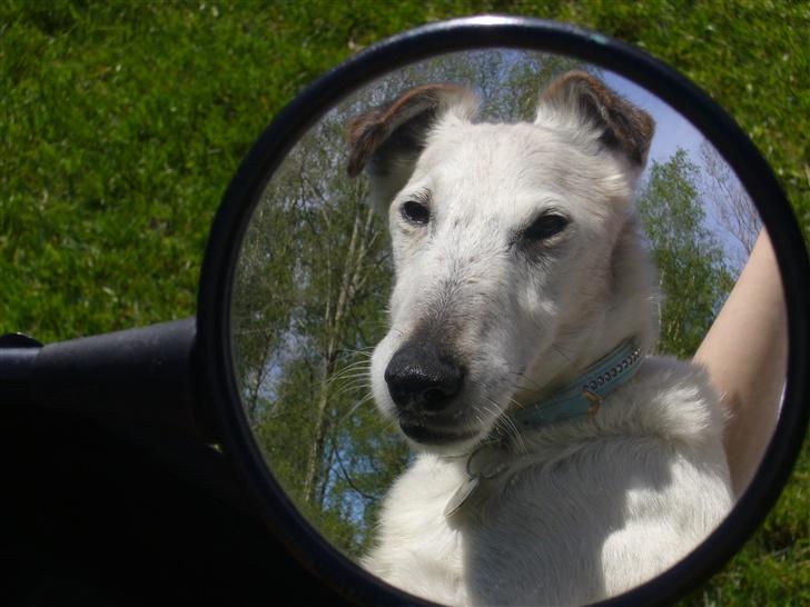 Glathåret foxterrier Hobbi  - Hobbi set gennem et motorcykelspejl... :) billede 10