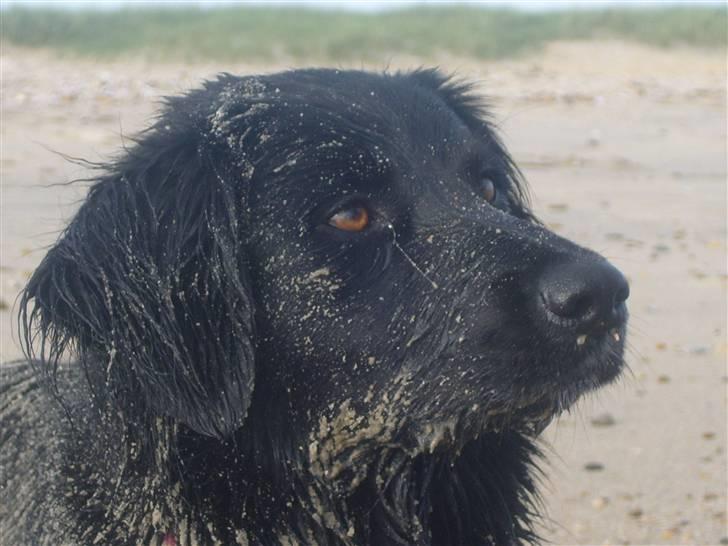 Blanding af racer Nemo - se hvor sød jeg er. man kan ikke andet end elske hende. elsker dig nemo pigen.. billede 12