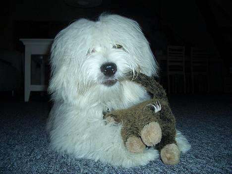 Coton de tulear Chicco - Leger med sin ynglings bamse billede 1