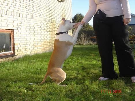 Amerikansk staffordshire terrier NA Eris Angel *Solgt* - angel der kan sidde rigtig pænt =0) billede 14