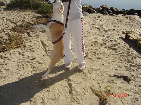 Amerikansk staffordshire terrier NA Eris Angel *Solgt* - Leger med mit trækketov og far billede 15