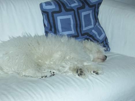 Coton de tulear Chicco - Og vi tager lige en lille slapper billede 2