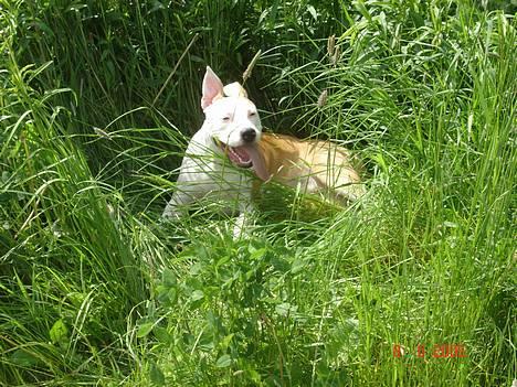 Amerikansk staffordshire terrier NA Eris Angel *Solgt* - puha det er varmt billede 16
