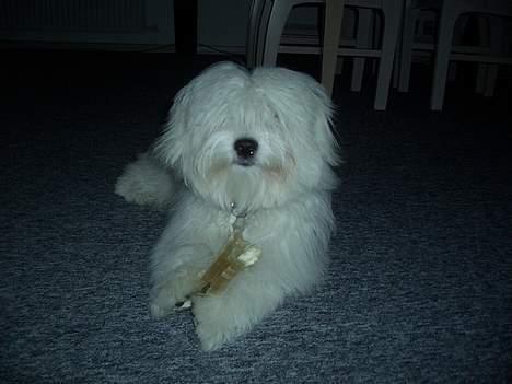 Coton de tulear Chicco - Spiser kødben billede 3