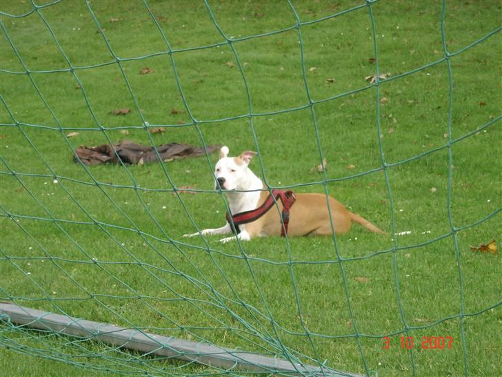 Amerikansk staffordshire terrier NA Eris Angel *Solgt* - Nyder lige solen.. billede 17