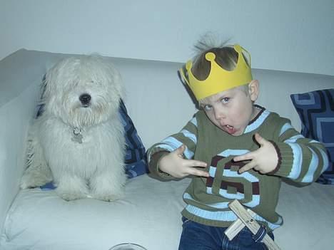 Coton de tulear Chicco - Sidder i sofaen med vores søn Patrick billede 5