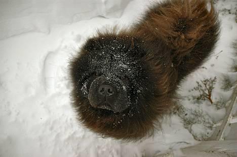 Chow chow Balder/ Incipit Que Feliz billede 11