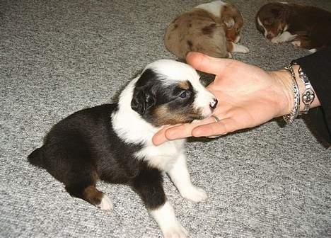 Australian shepherd Olga - Ja  jeg ved da godt, at jeg er sød... billede 2