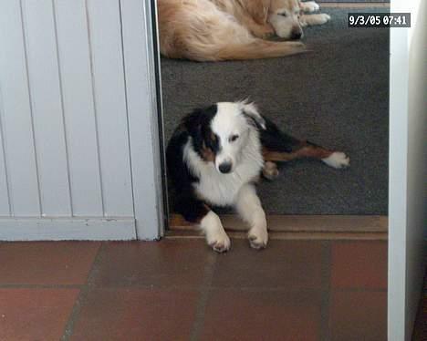 Australian shepherd Olga - Nu ligger jeg her og holder øje med mor billede 4