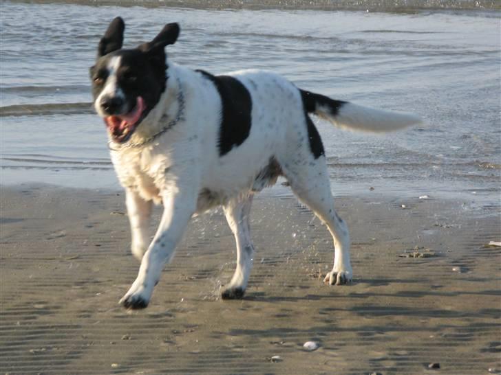 Blanding af racer Buster* R.I.P* - Buster er en tur ved stranden YESI vand billede 16
