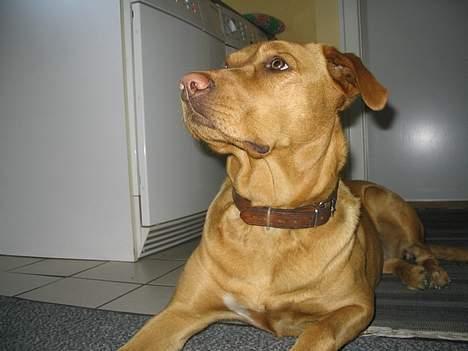 Labrador retriever Lady - sssh.... der er nogen ved døren billede 13