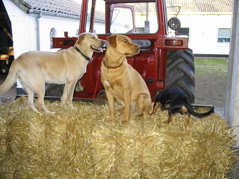 Labrador retriever Lady - kom vil i med en tur i halmen.... måske er der mus der billede 14
