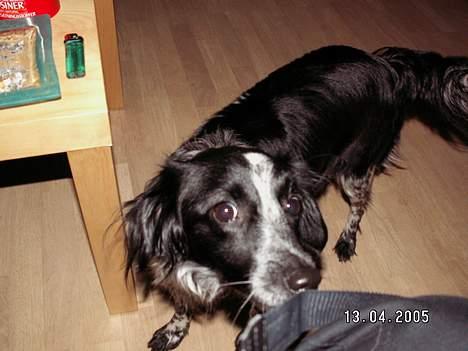 Blanding af racer oskar billede 1