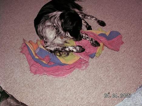 Blanding af racer oskar billede 2