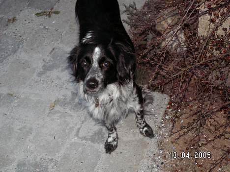 Blanding af racer oskar billede 3