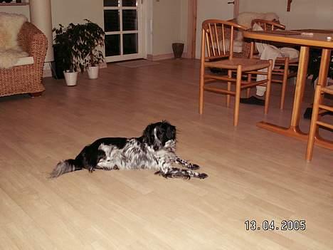 Blanding af racer oskar billede 4