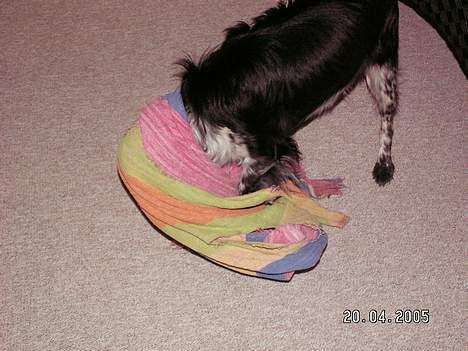 Blanding af racer oskar billede 5