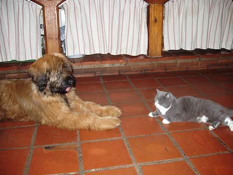 Briard Carla Maxima - Mig og min yndlingskat :o)))) billede 13