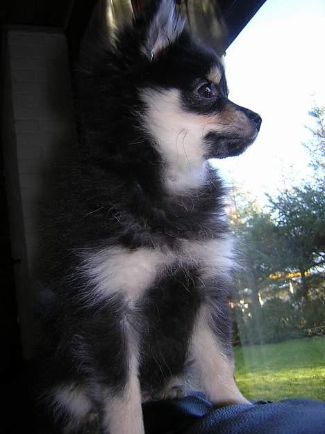 Pomeranian Rex billede 6